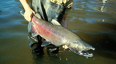Chinook Salmon