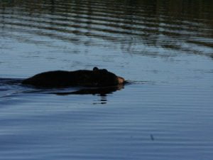 Bear swimming